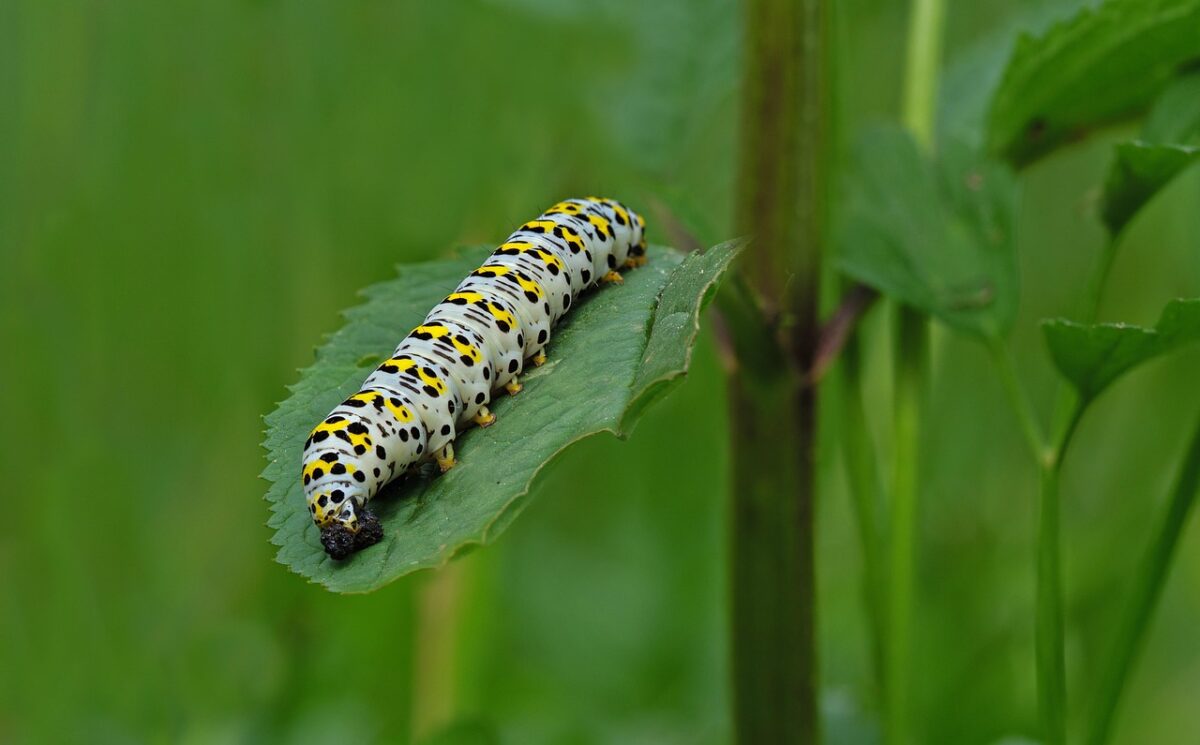 Caterpillar undervogn naturligt: En dybdegående analyse